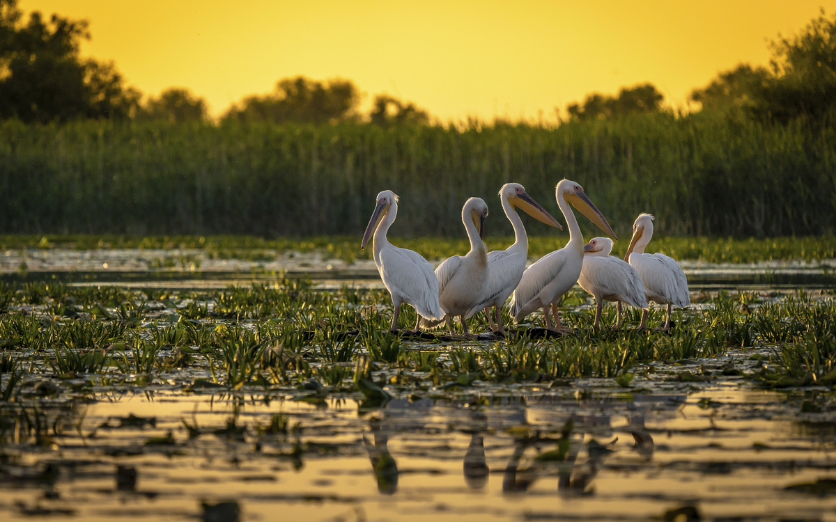 Pelikane im Donaudelta, Rumänien