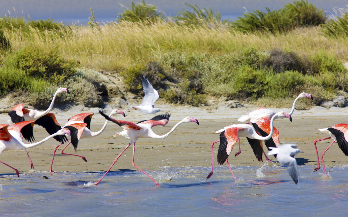 Flamingos in der Camargue, Frankreich