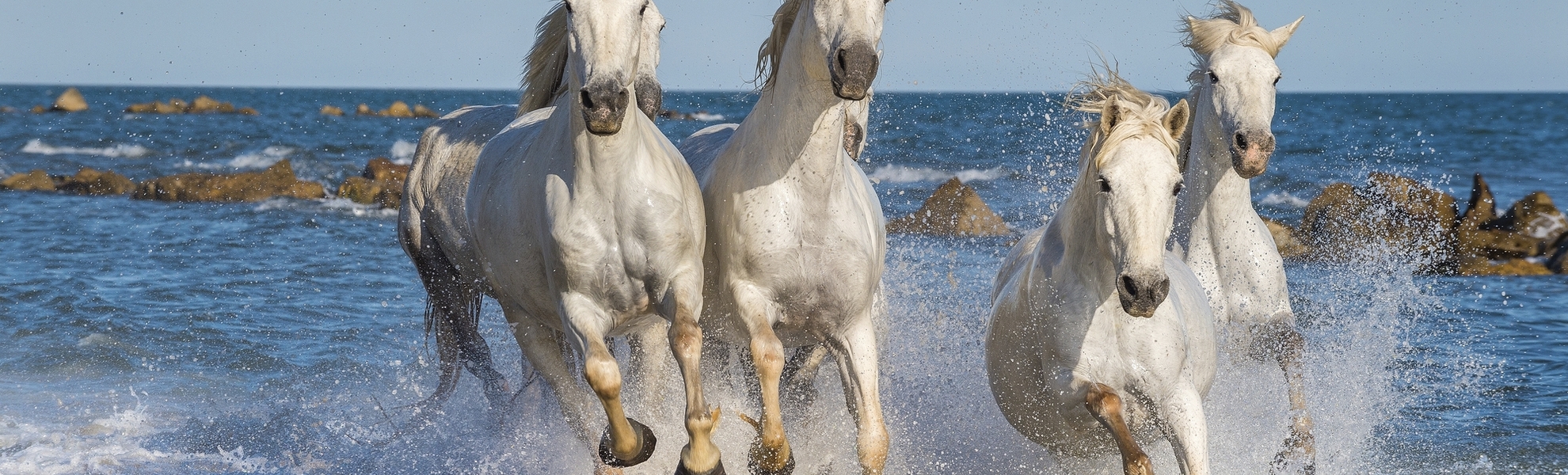 Pferde in der Camargue, Frankreich