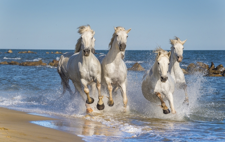 Pferde in der Camargue, Frankreich