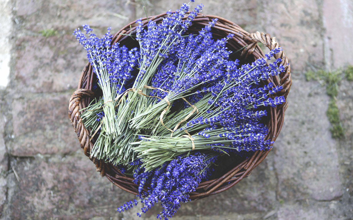 Korb mit getrocknetem Lavendel