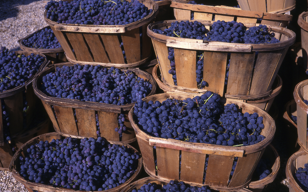 Weintrauben in Körben
