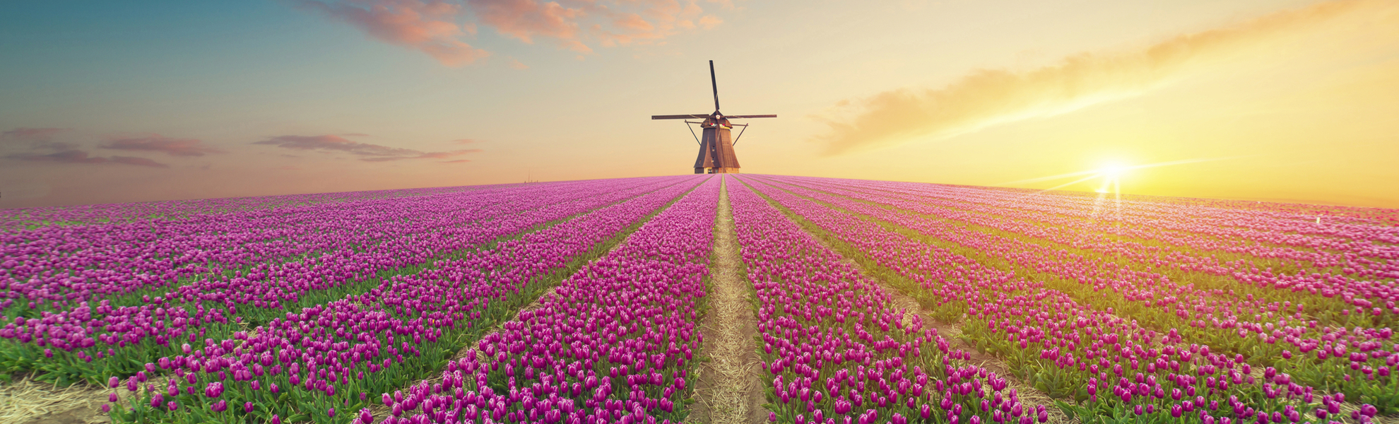 Tulpenfeld mit Windmühle