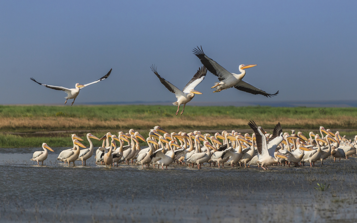 Pelikane im Donaudelta, Rumänien