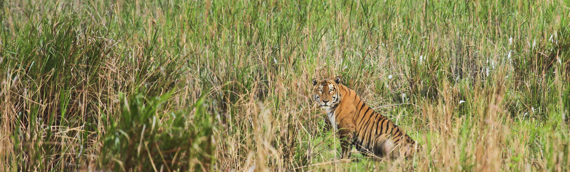 Tiger im Kaziranga Nationalpark, Indien