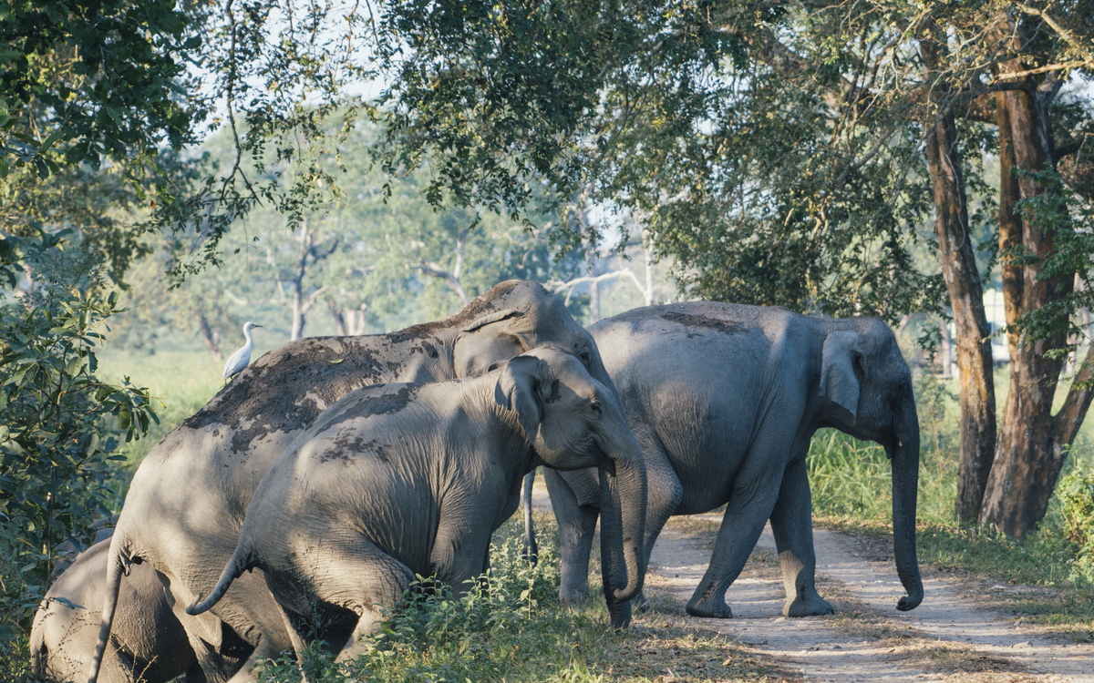 Elefanten im Kaziranga Nationalpark, Indien