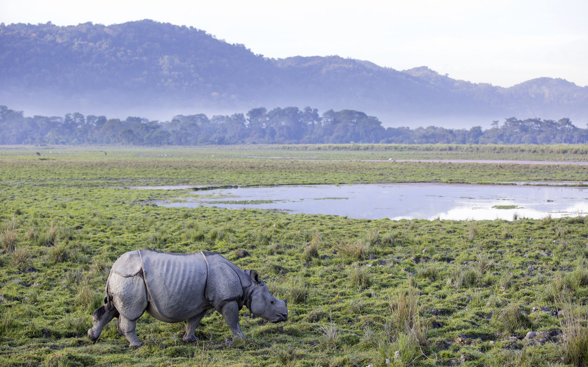 Kaziranga Nationalpark, Indien