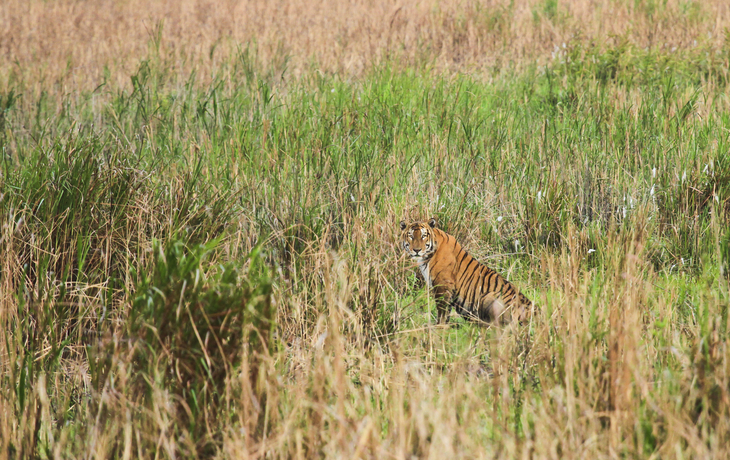Tiger im Kaziranga Nationalpark, Indien