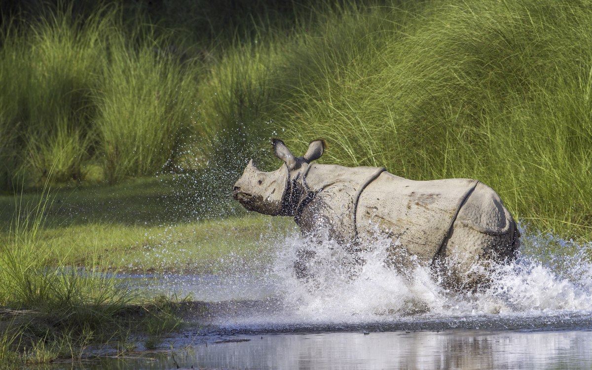 Kaziranga Nationalpark