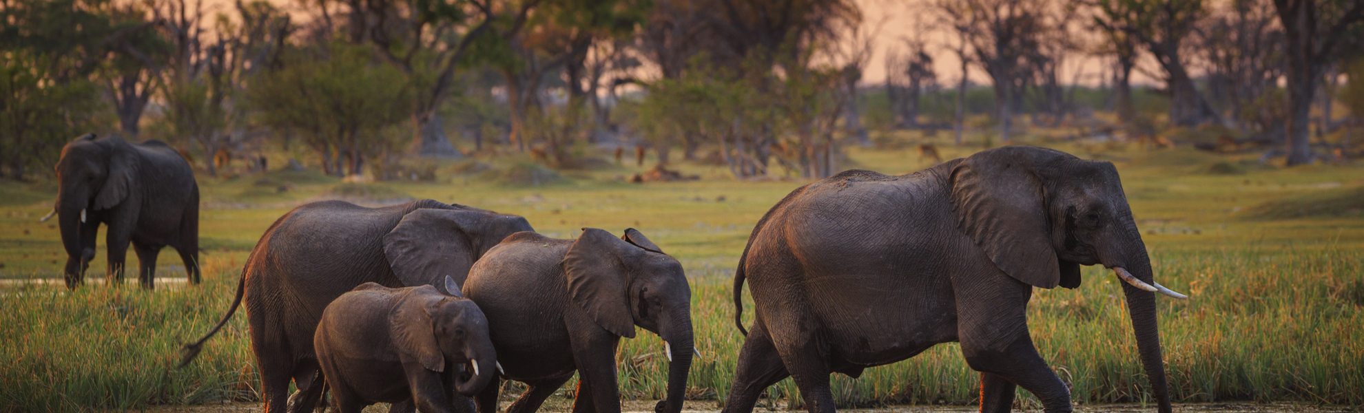 Elefanten im Moremi-Wildreservat, Botswana