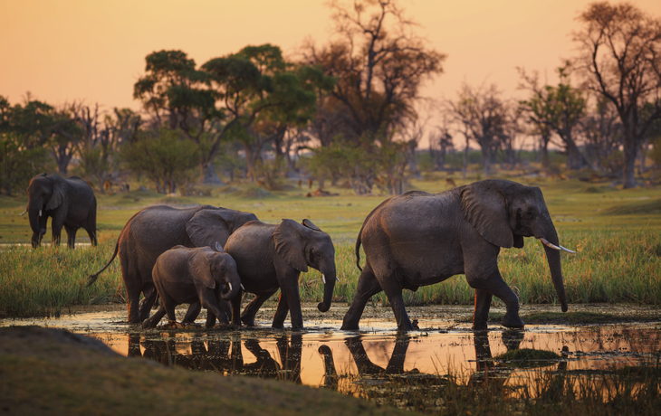 Elefanten im Moremi-Wildreservat, Botswana