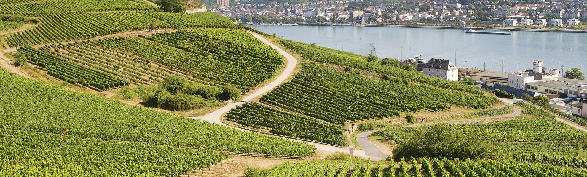 Weinberge von Ruedesheim, Deutschland