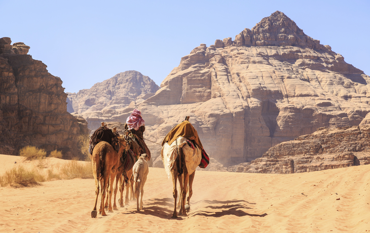 Kamele in Wadi Rum, Jordanien