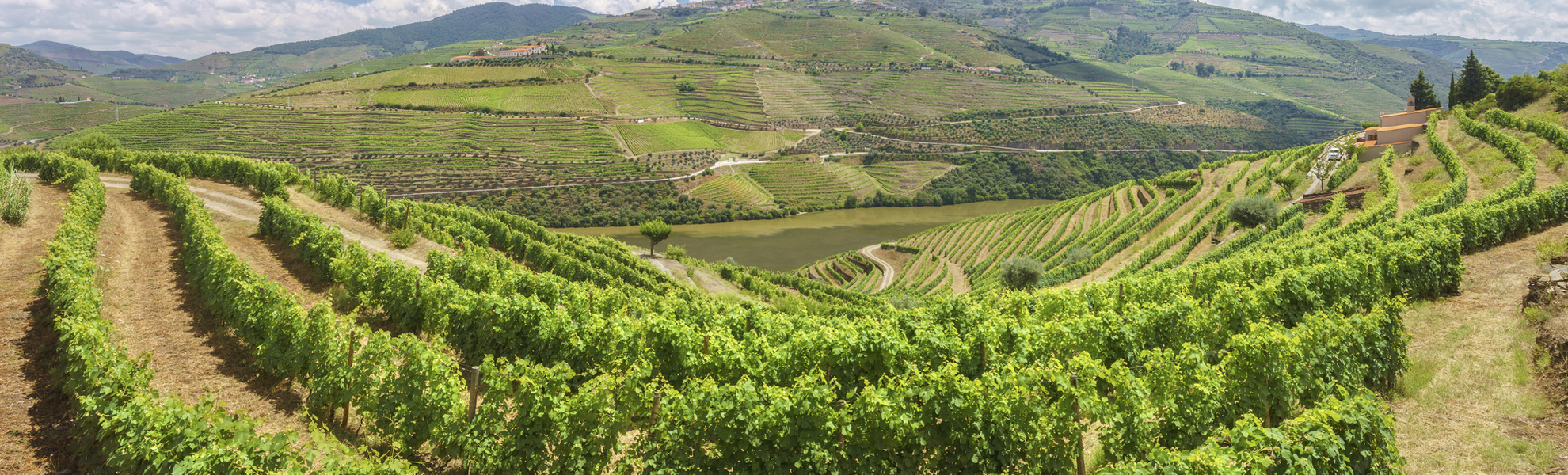 Weinberge im Douro Tal, Portugal