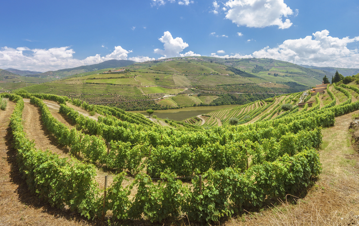 Weinberge im Douro Tal, Portugal