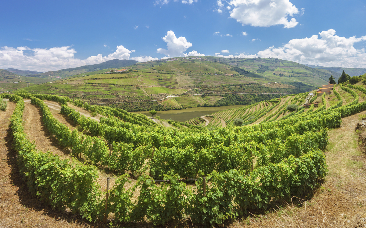 Weinberge im Douro Tal, Portugal
