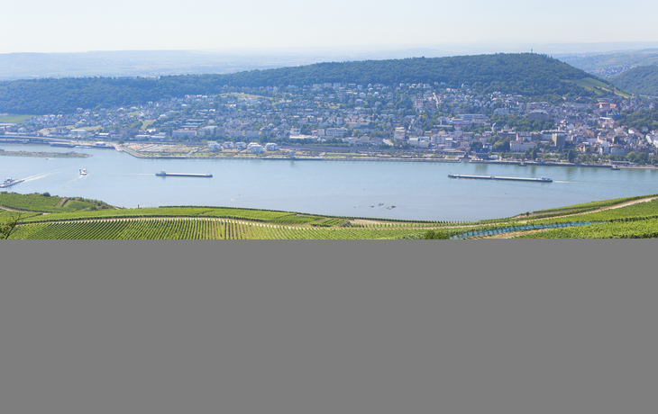Weinreben in Rüdesheim, Deutschland