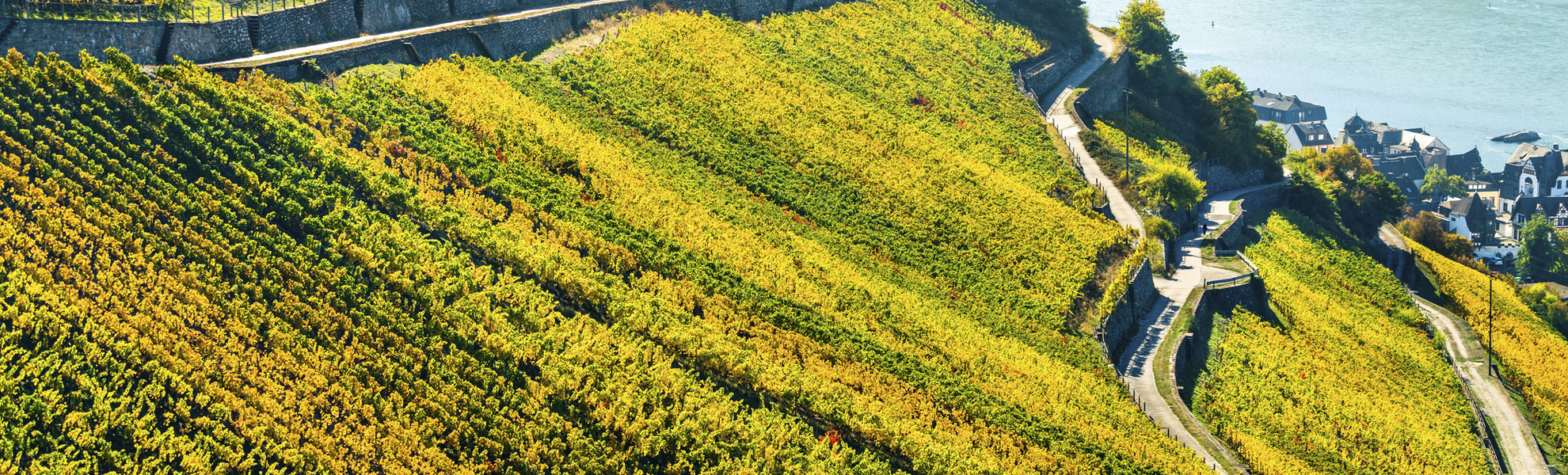 Weinberge am Rhein