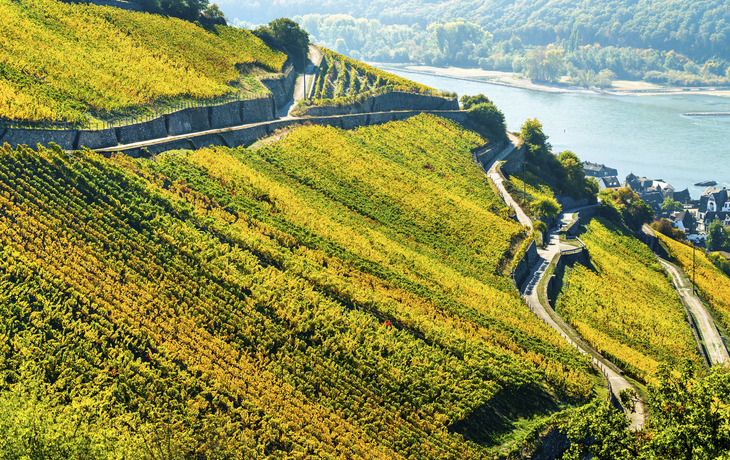 Weinberge am Rhein
