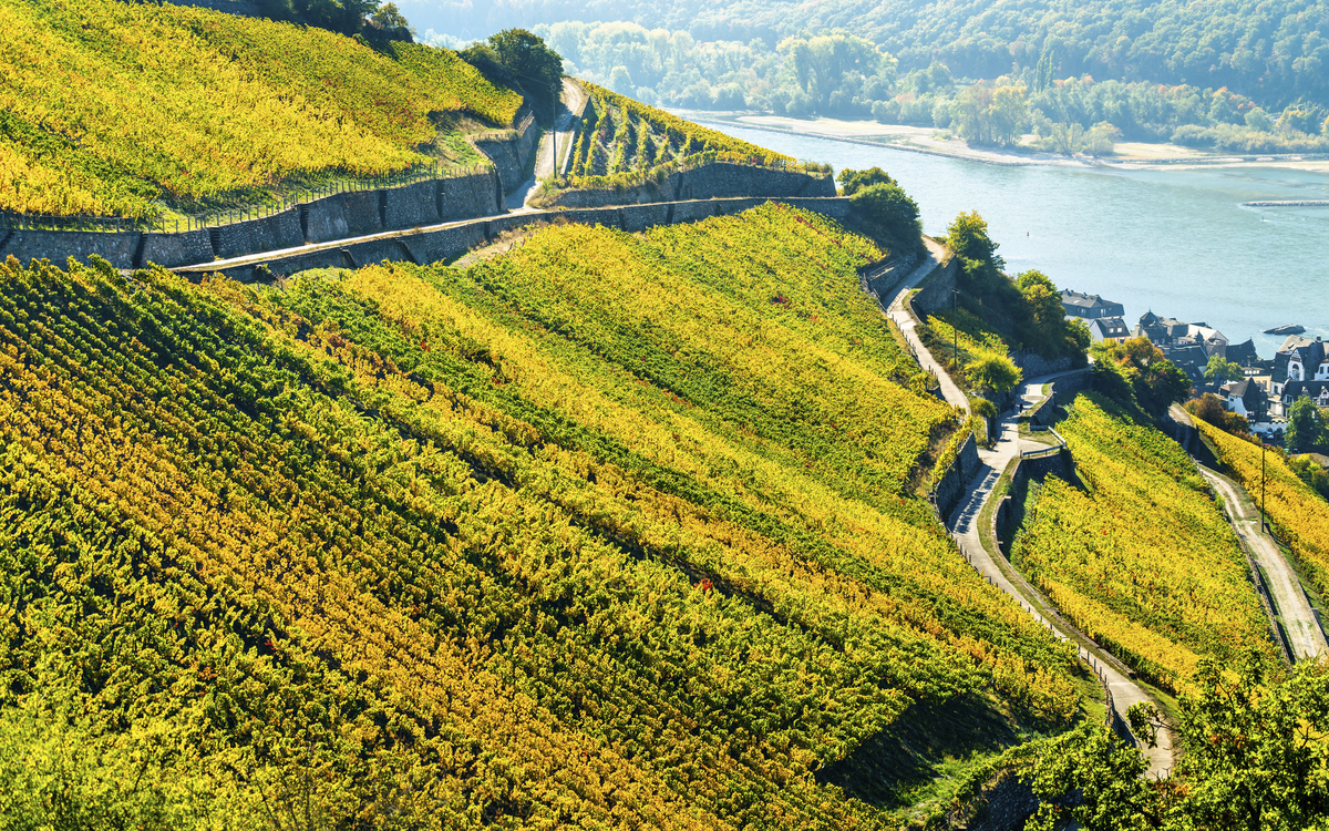 Weinberge am Rhein