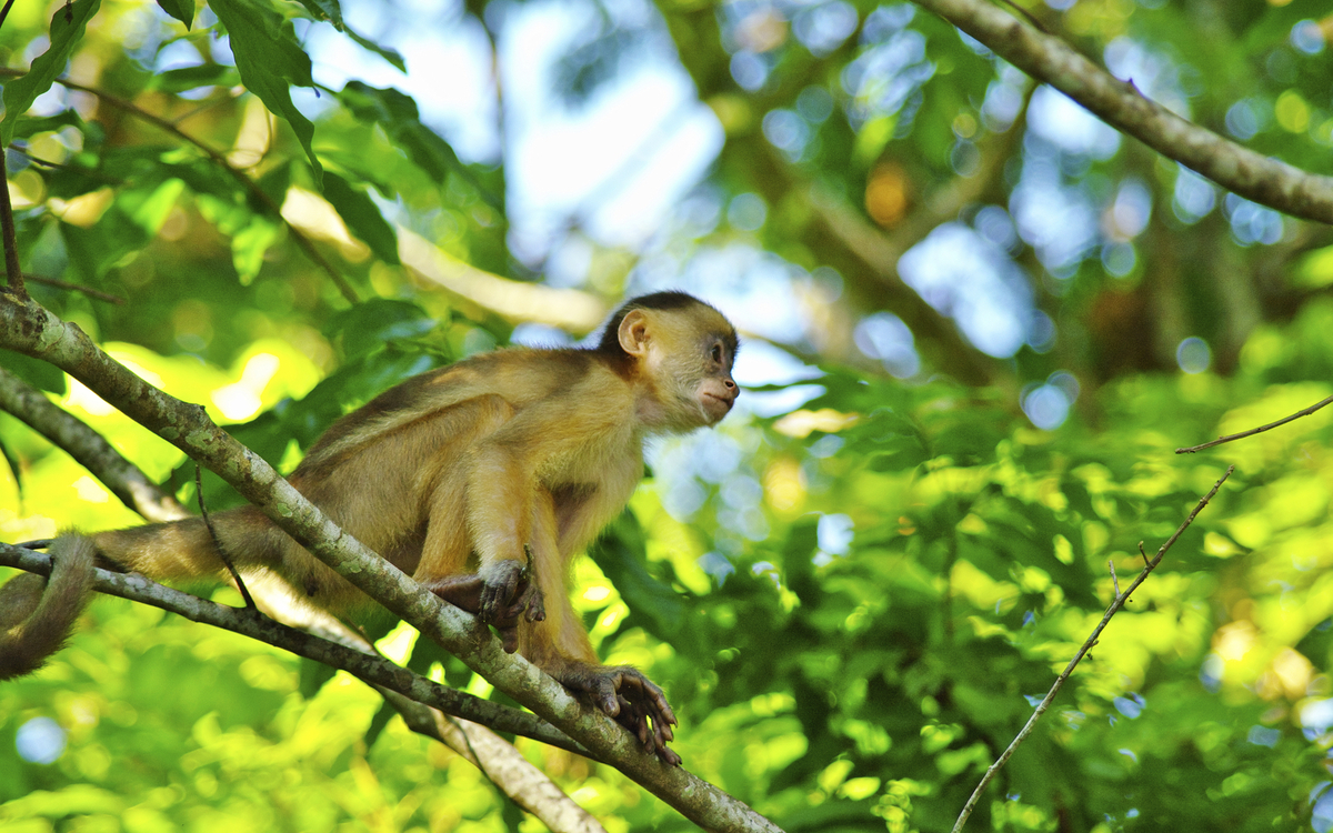 Kapuziner-Affe in seinem natürlichen Lebensraum