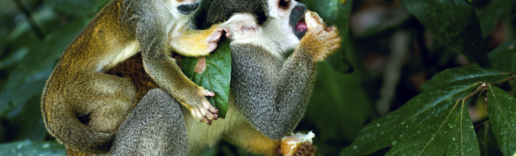 Affen im Amazonasgebiet, Brasilien