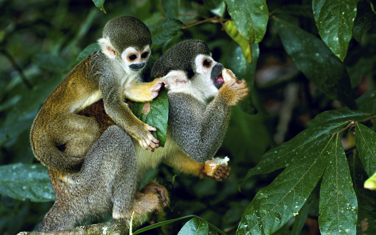 Affen im Amazonasgebiet, Brasilien