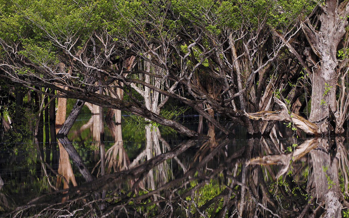 Bootsausflug durch die Mangroven im Regenwald von Brasilien