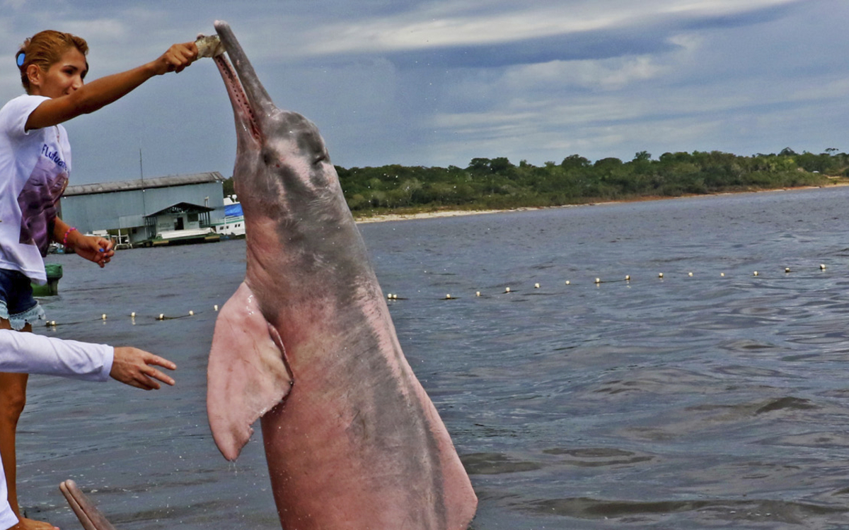 Phoenix Reiseleiter neben einem Amazonasdelfin
