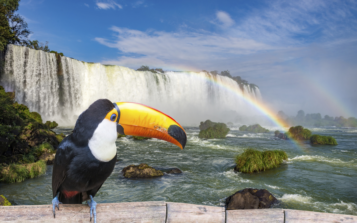 Tucan vor den Wasserfällen in Iguassu, Brasilien