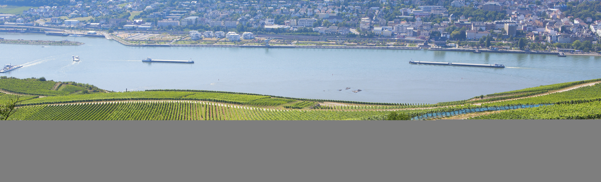 Weinreben in Rüdesheim, Deutschland