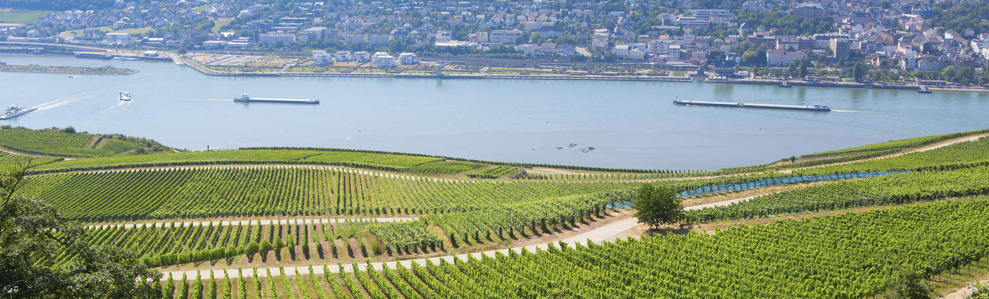 Weinreben in Rüdesheim, Deutschland