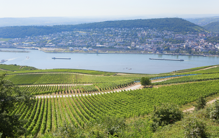 Weinreben in Rüdesheim, Deutschland