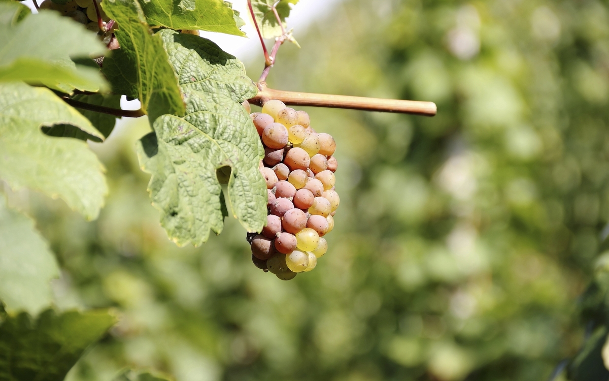 Traubenstock in Cochem, Deutschland