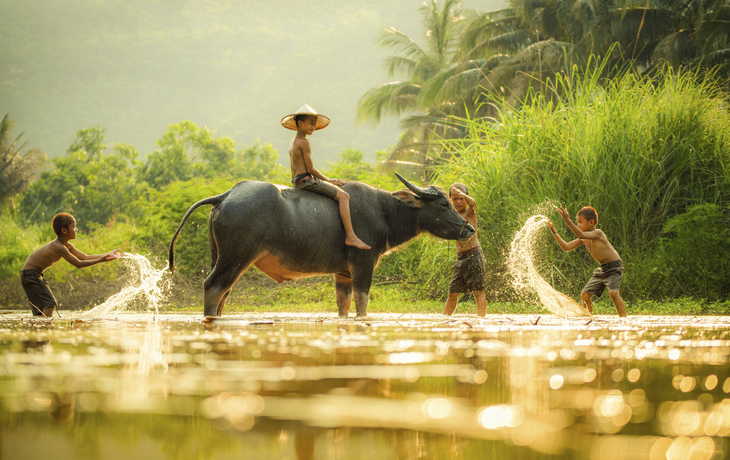 Kinder auf dem Büffel, Vietnam