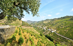 Portugiesische Weintäler