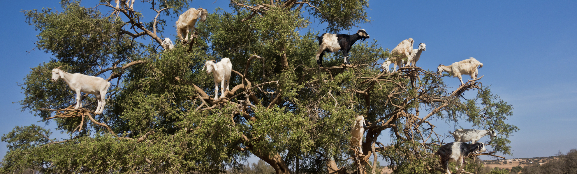 Ziegen auf einem Baum in Marokko