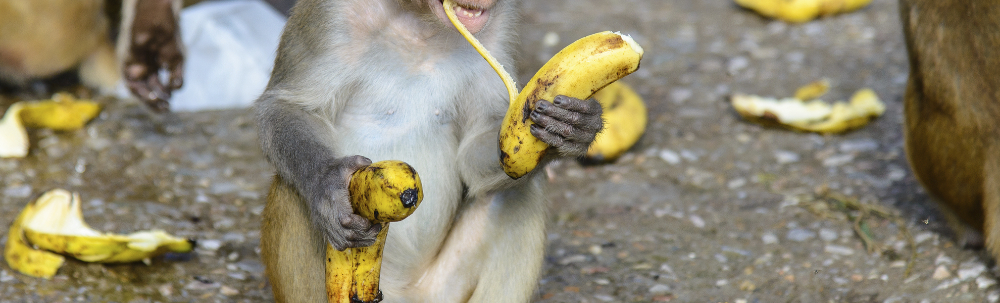 Affe isst Banane, Indien