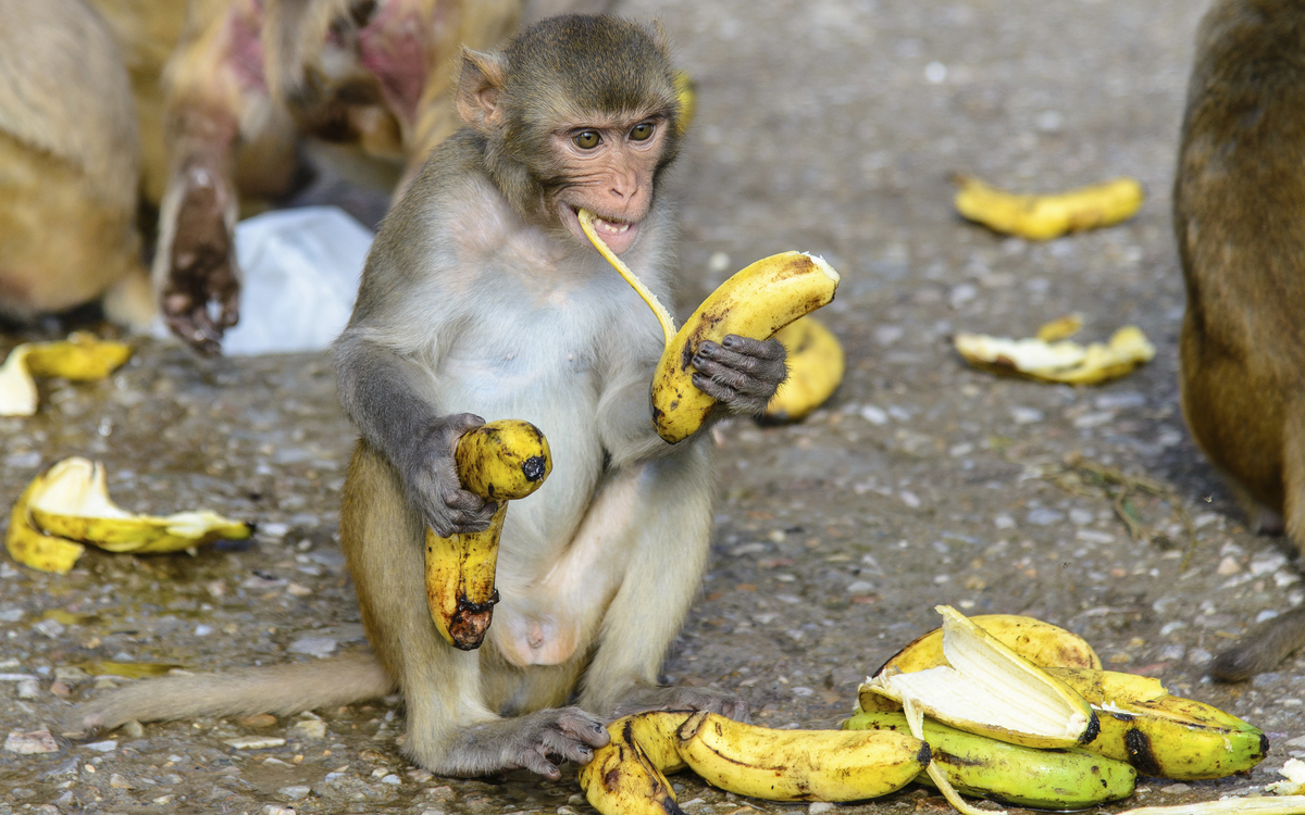 Affe isst Banane, Indien