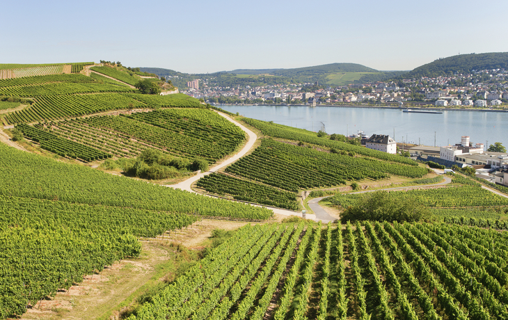 Weinberge von Ruedesheim, Deutschland