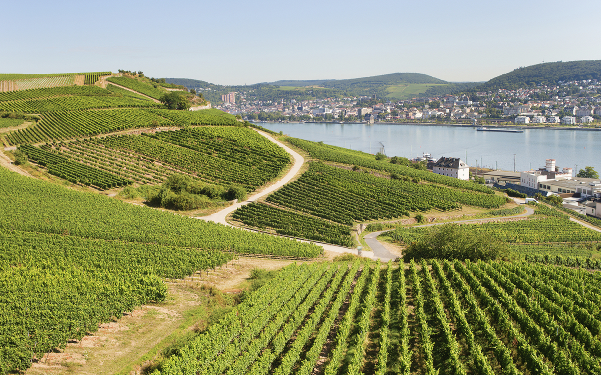 Weinberge von Ruedesheim, Deutschland