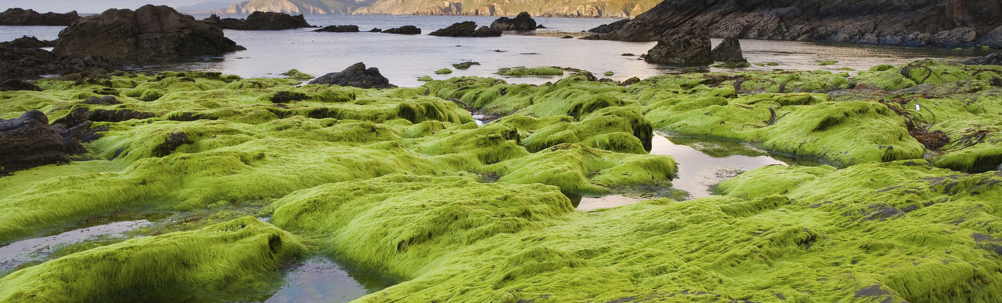 Algen am Strand Ponzos in Ferrol, Spanien