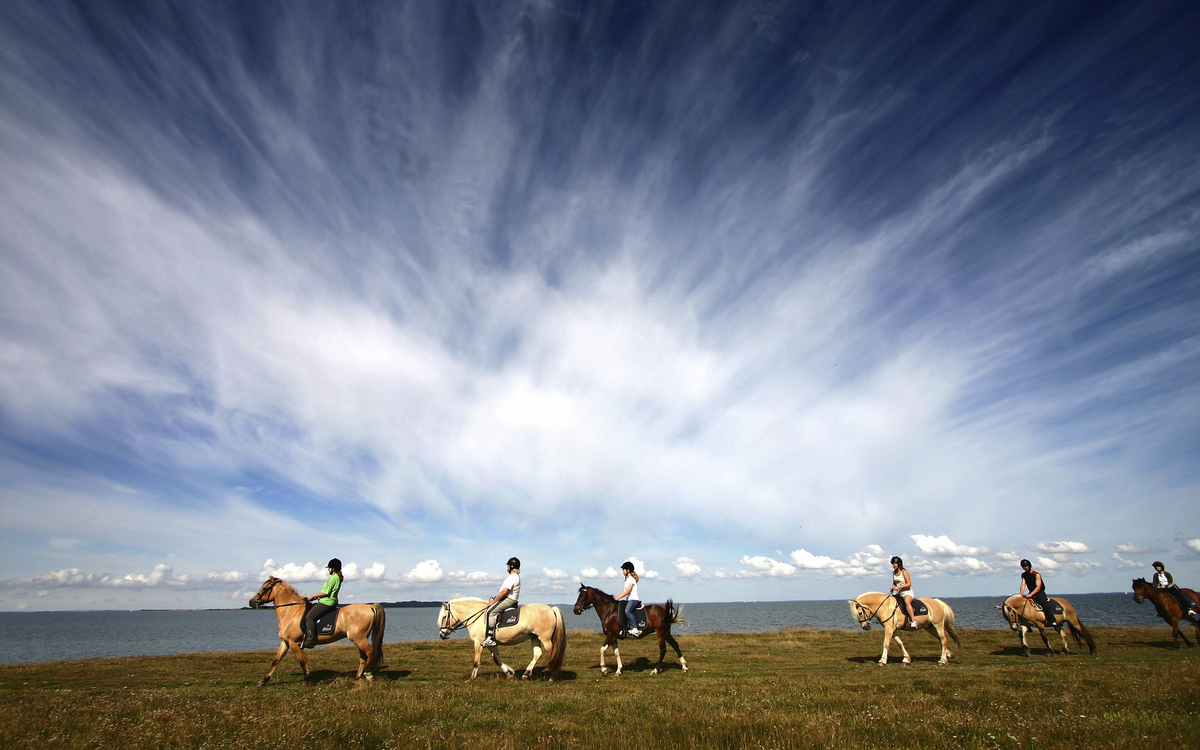 Islandpferde nahe Akureyri, Island