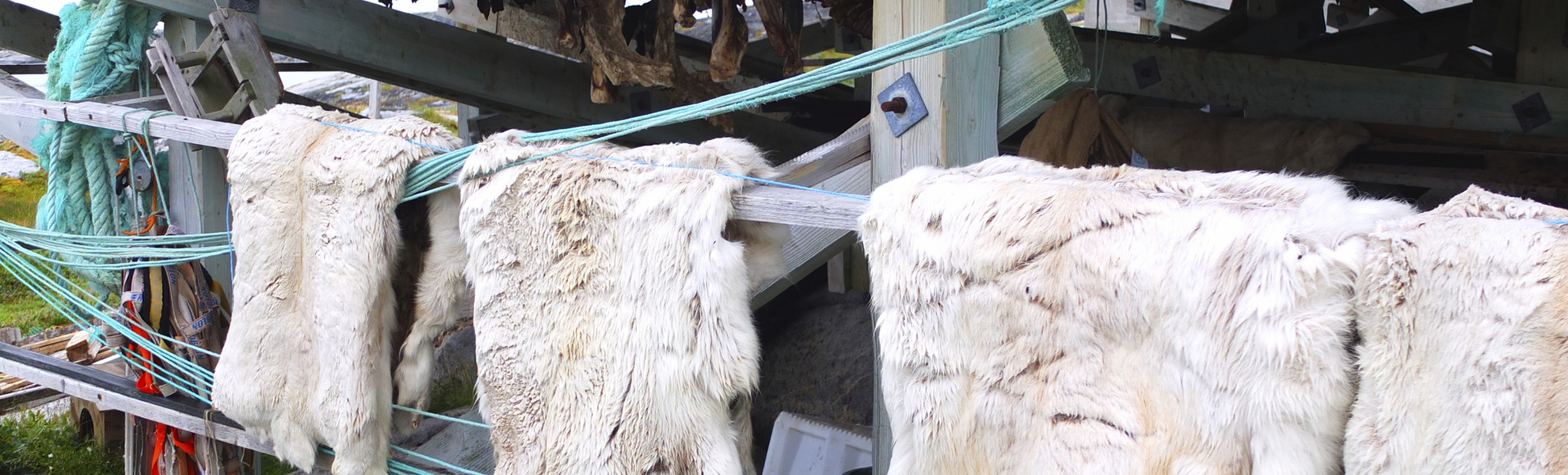 Qaqortoq Gerbereibesuch