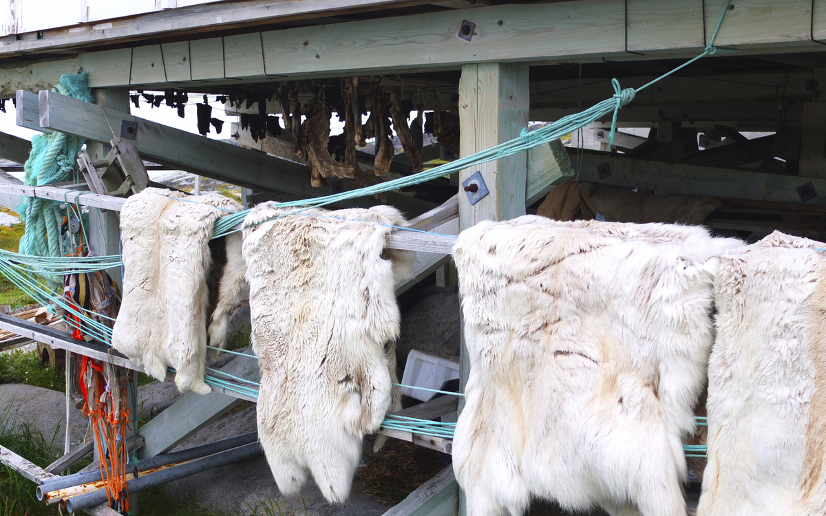 Qaqortoq Gerbereibesuch