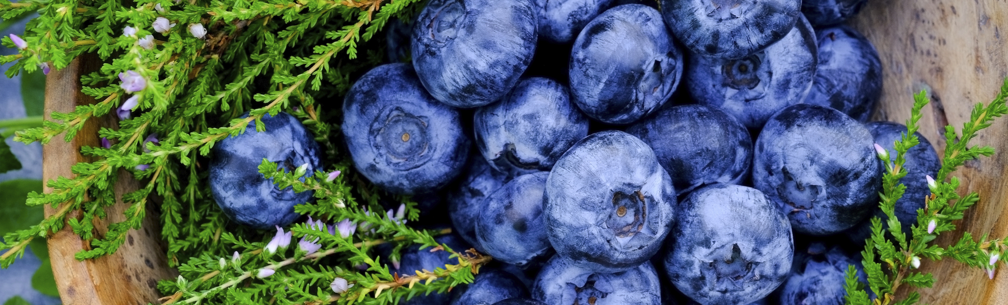 Heidelbeeren, Norwegen