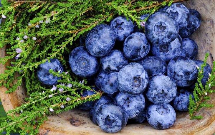 Heidelbeeren, Norwegen