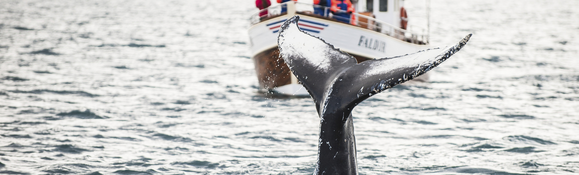 Reykjavik, Walsafari