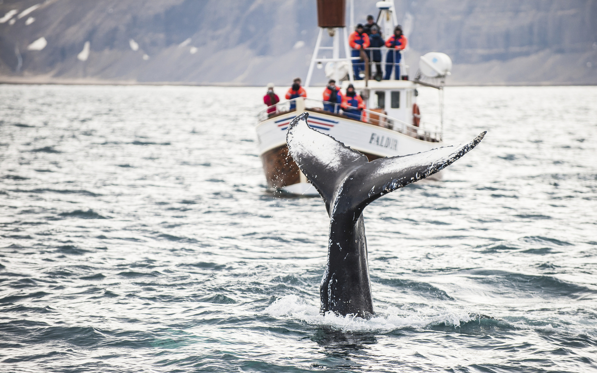 Reykjavik, Walsafari