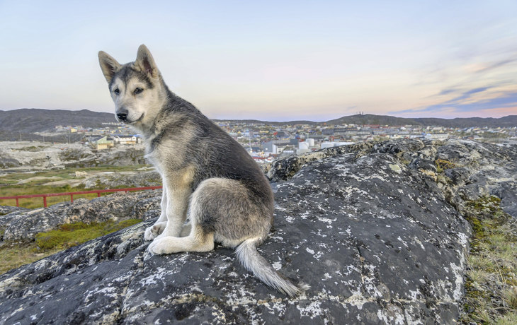 Grönlandhund
